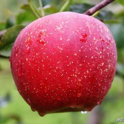 最好吃的苹果前十名？-苹果在世界排名多少