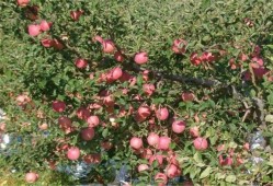 一亩苹果树利润多少？2016苹果一年利润是多少钱