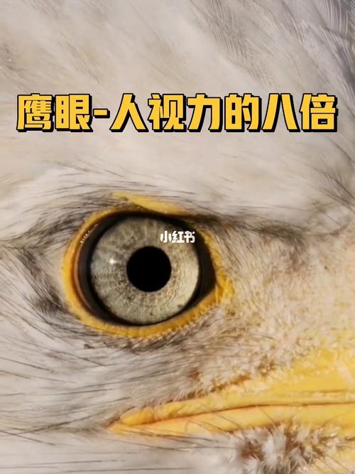 鹰眼的视力是多少？(鹰眼睛的像素是多少)  第1张