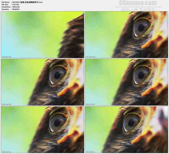 鹰眼的视力是多少？(鹰眼睛的像素是多少)  第2张