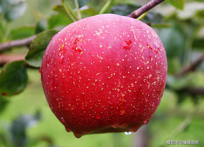 最好吃的苹果前十名？-苹果在世界排名多少  第1张